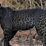 Rare Black Leopard