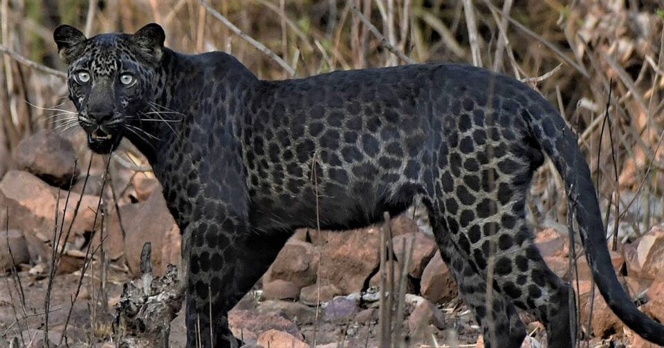 Rare Black Leopard