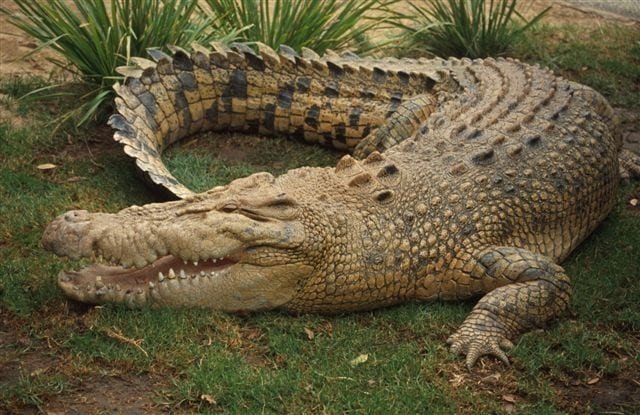 Crocodile bites