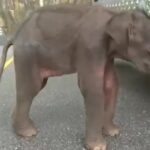 Baby elephant