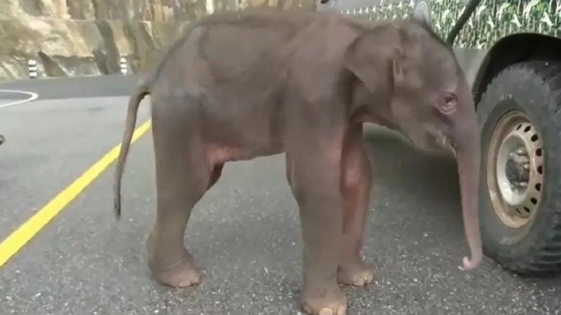 Baby elephant