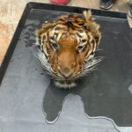 BEHEADED TIGER