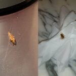 Quarantining with cockroaches