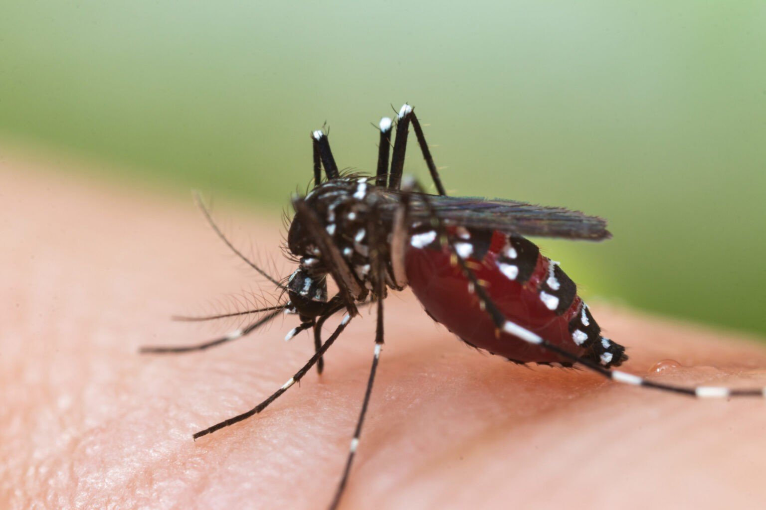 'Miraculous' mosquito hack cuts dengue by 77% - Pattaya One News