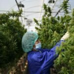 Legalisation would allow home growing