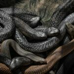 man found dead surrounded by deadly snakes
