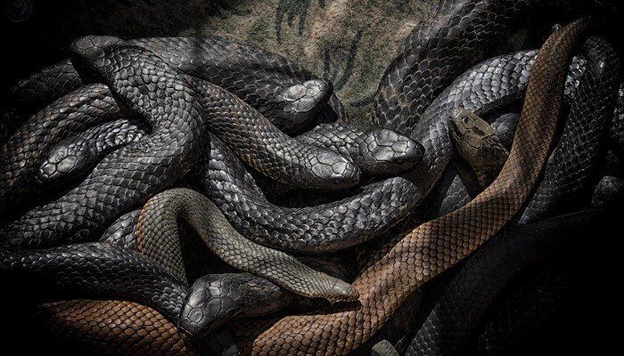 man found dead surrounded by deadly snakes