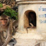 Monkeys threaten tourism