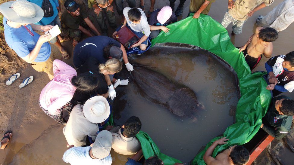 biggest freshwater fish ever caught