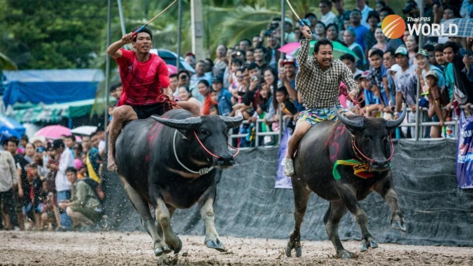 Stand well clear, buffaloes on the run!