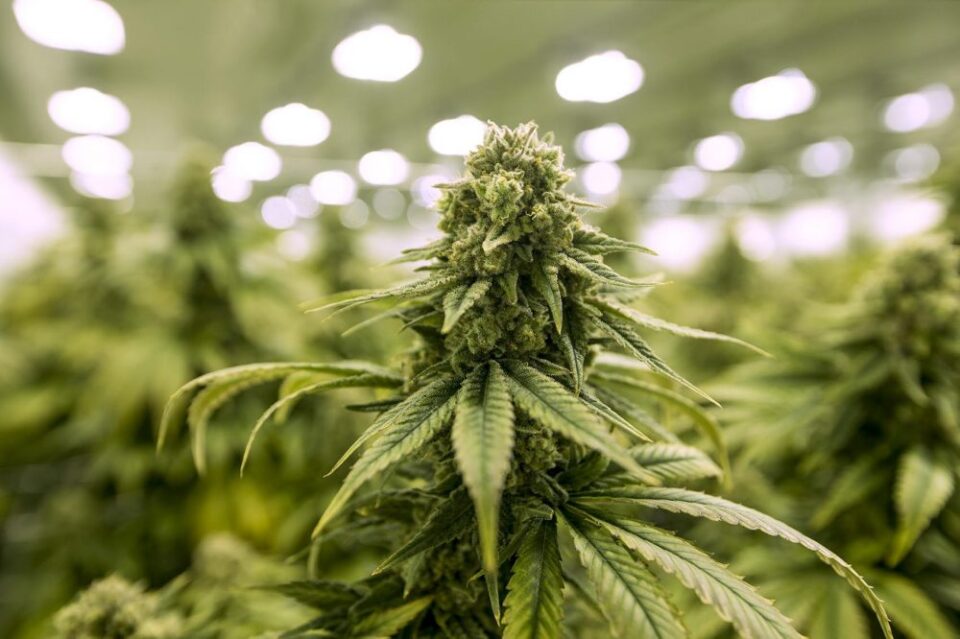 Budding marijuana industry faces backlash