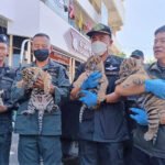 Man arrested selling 4 tiger cubs