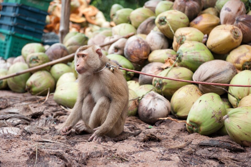 Monkey abuse Thailand