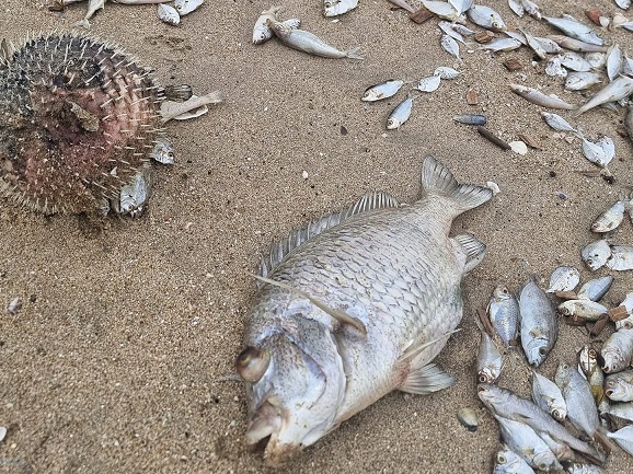 Dead fish boom caused by sudden plankton