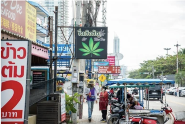 Cannabis pattaya one Feb 12 2024