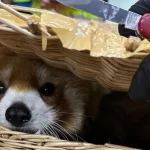 Red panda found in luggage at Bangkok airport