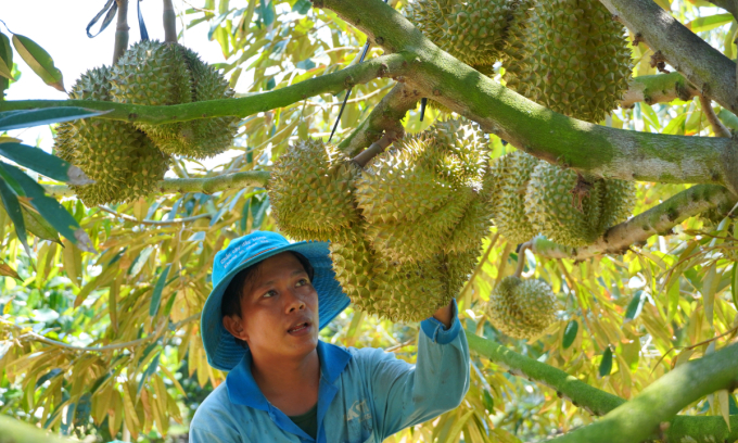 New Durian Export Standards