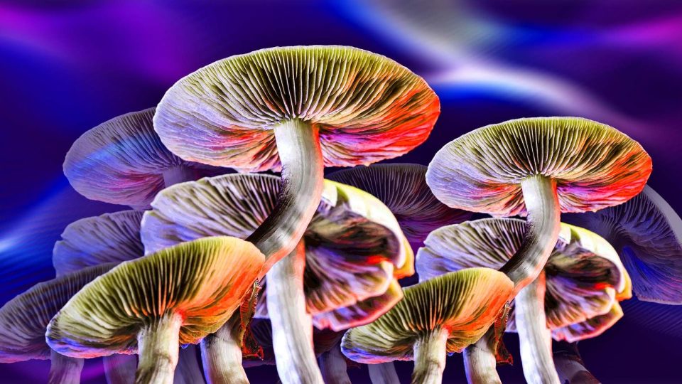 High Couple arrested for selling ‘magic mushrooms’