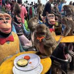 Lop Buri’s macaques relocation