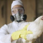 Travellers to monitored for bird flu