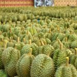 Love it or Hate it Durian