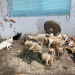 Thirty Dogs Need Care After Owner Dies