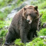 Hunter in Alaska mauled by Bear