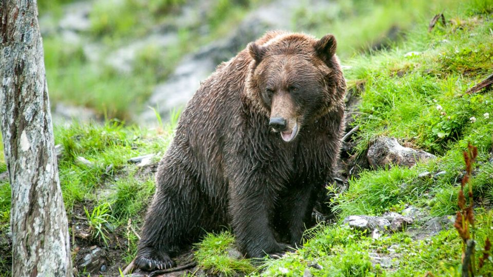 Hunter in Alaska mauled by Bear