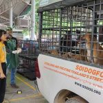 Soi Dog Foundation launches sterilization campaign