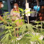 New bill to regulate cannabis while keeping it legal