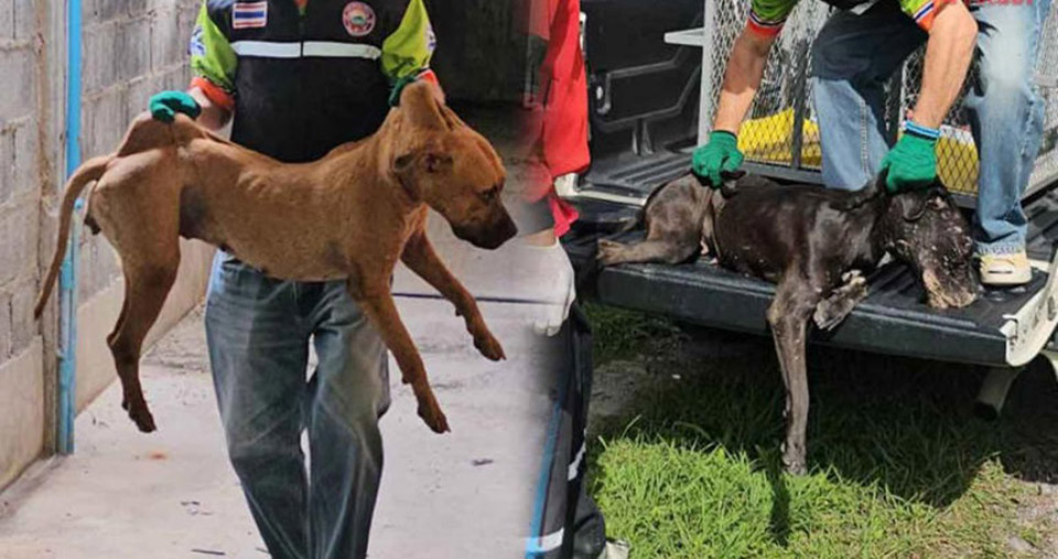 Pit Bull Dogs Break Loose