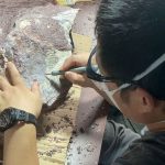 First Dinosaur Fossils Discovered in Hong Kong