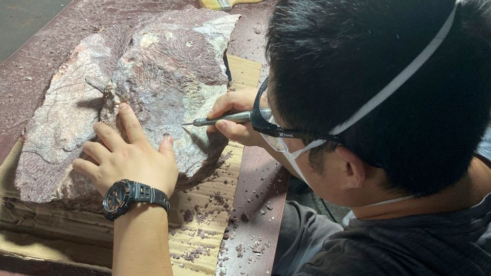 First Dinosaur Fossils Discovered in Hong Kong