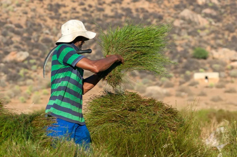 Red Espresso Rises as Rooibos Superfood Gains Popularity