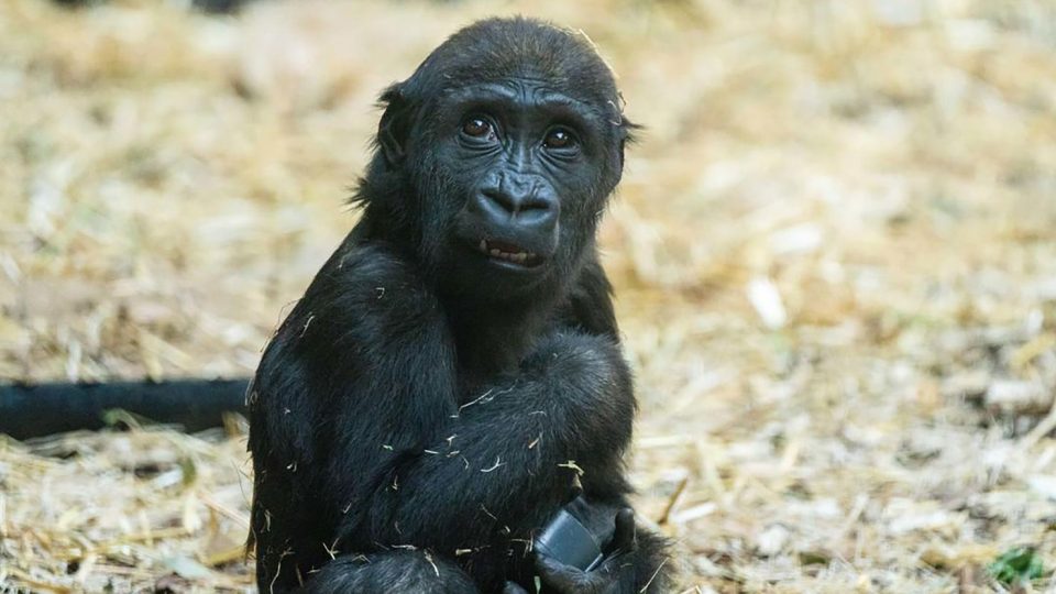 Gorilla at Calgary Zoo Dies Due to Mistaken Door Activation