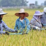 Rice farmers to get help with harvest costs