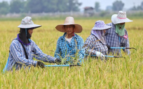 Rice farmers to get help with harvest costs