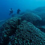 World's Largest Coral Discovered in the Pacific