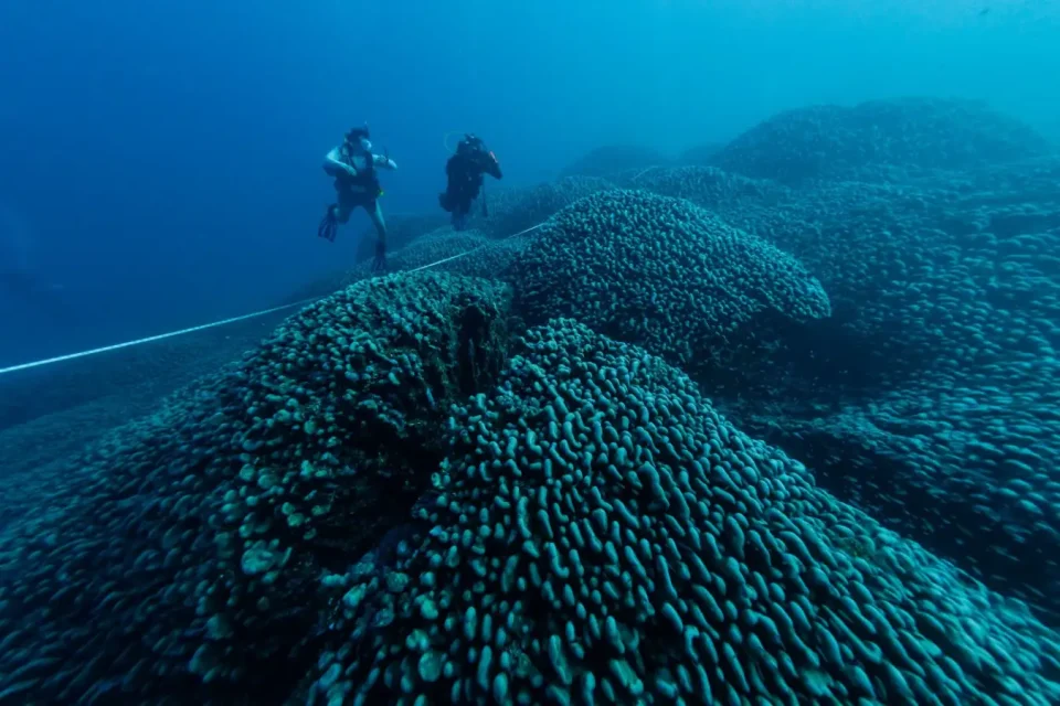 World's Largest Coral Discovered in the Pacific