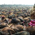 Anger Erupts Over Mass Animal Sacrifice Festival in Nepal