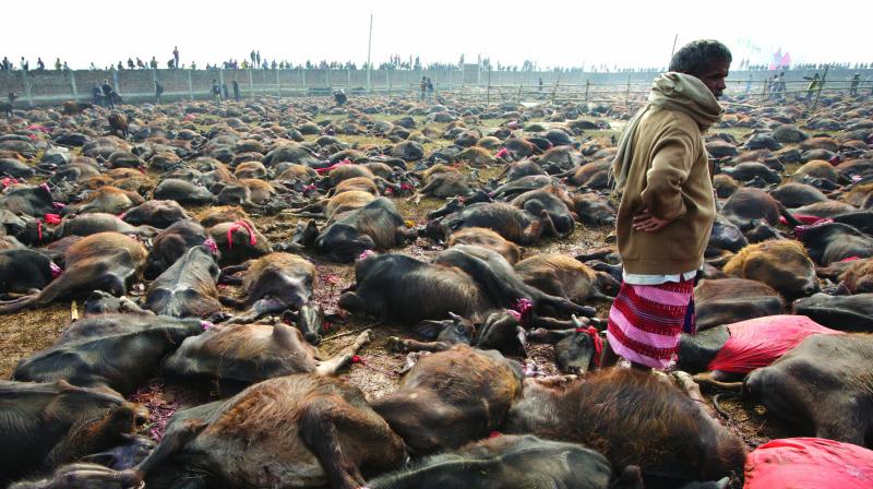 Anger Erupts Over Mass Animal Sacrifice Festival in Nepal