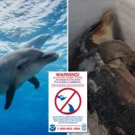 Fentanyl and Other Drugs Detected in Dolphins in Gulf of Mexico