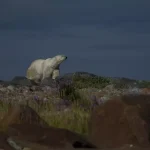 Man Seriously Injured Defending Wife from Polar Bear Attack