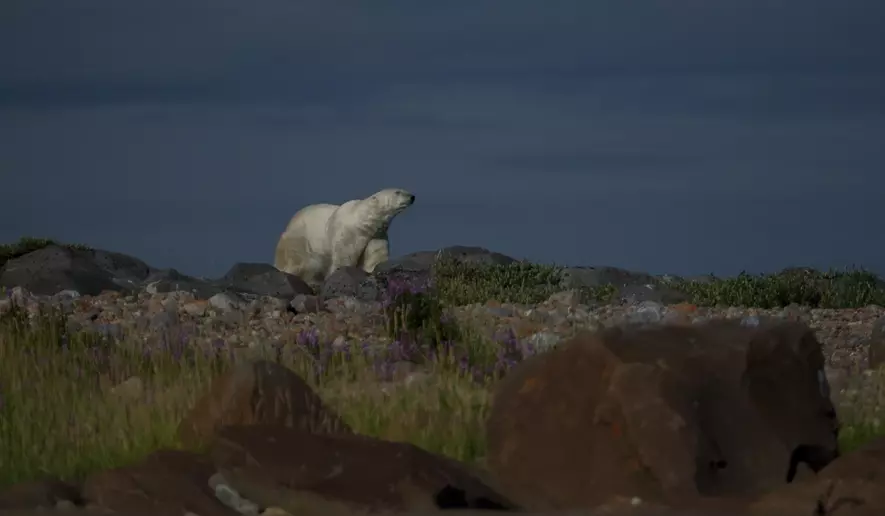 Man Seriously Injured Defending Wife from Polar Bear Attack