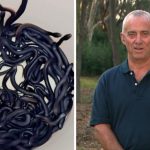 Over 100 Venomous Snakes Found in Sydney Yard